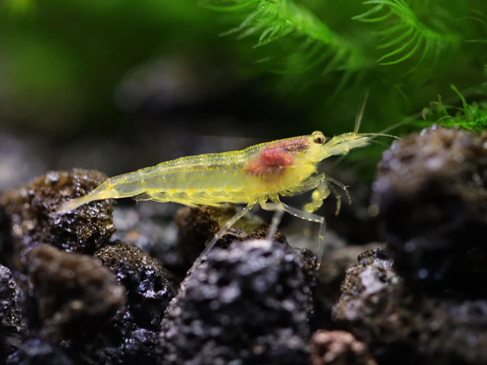 Lemon Yellow Amano Algae Eating Shrimp