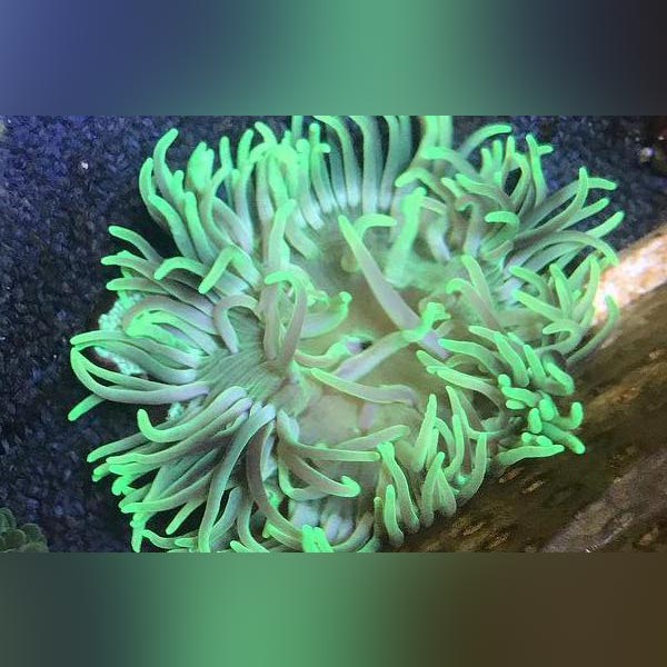 Long Tentacle Anemone