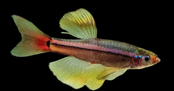 Longfin White Cloud Mountain Minnow