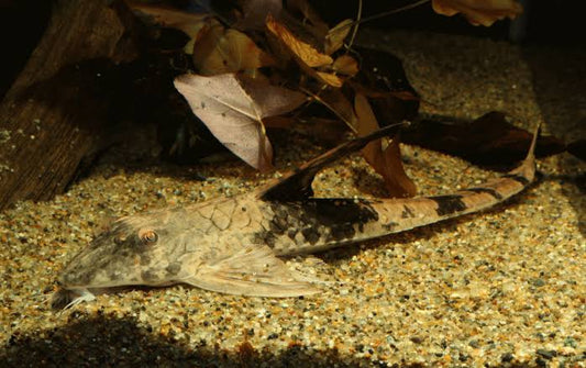 Whiptail Loricaria Catfish