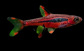 Chili Rasbora