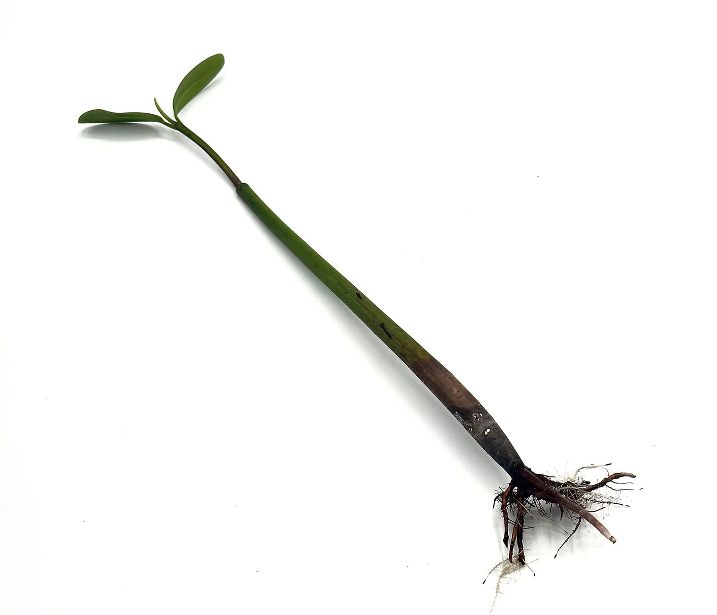 Mangrove Pod