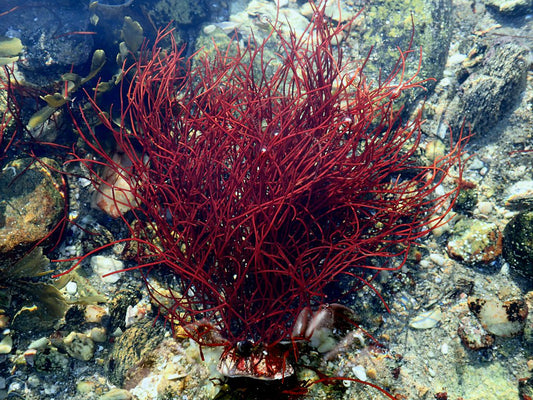 Red Gracilaria Macroalgae