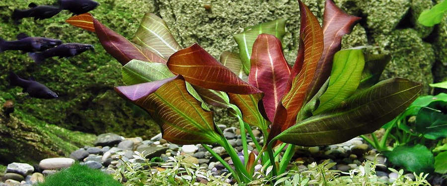 Red Melon Sword - 🟢 EASY