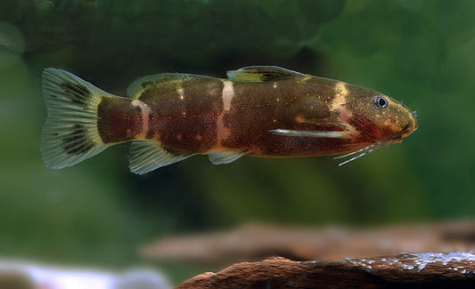 Dwarf Micro Synodontis Batesii Catfish