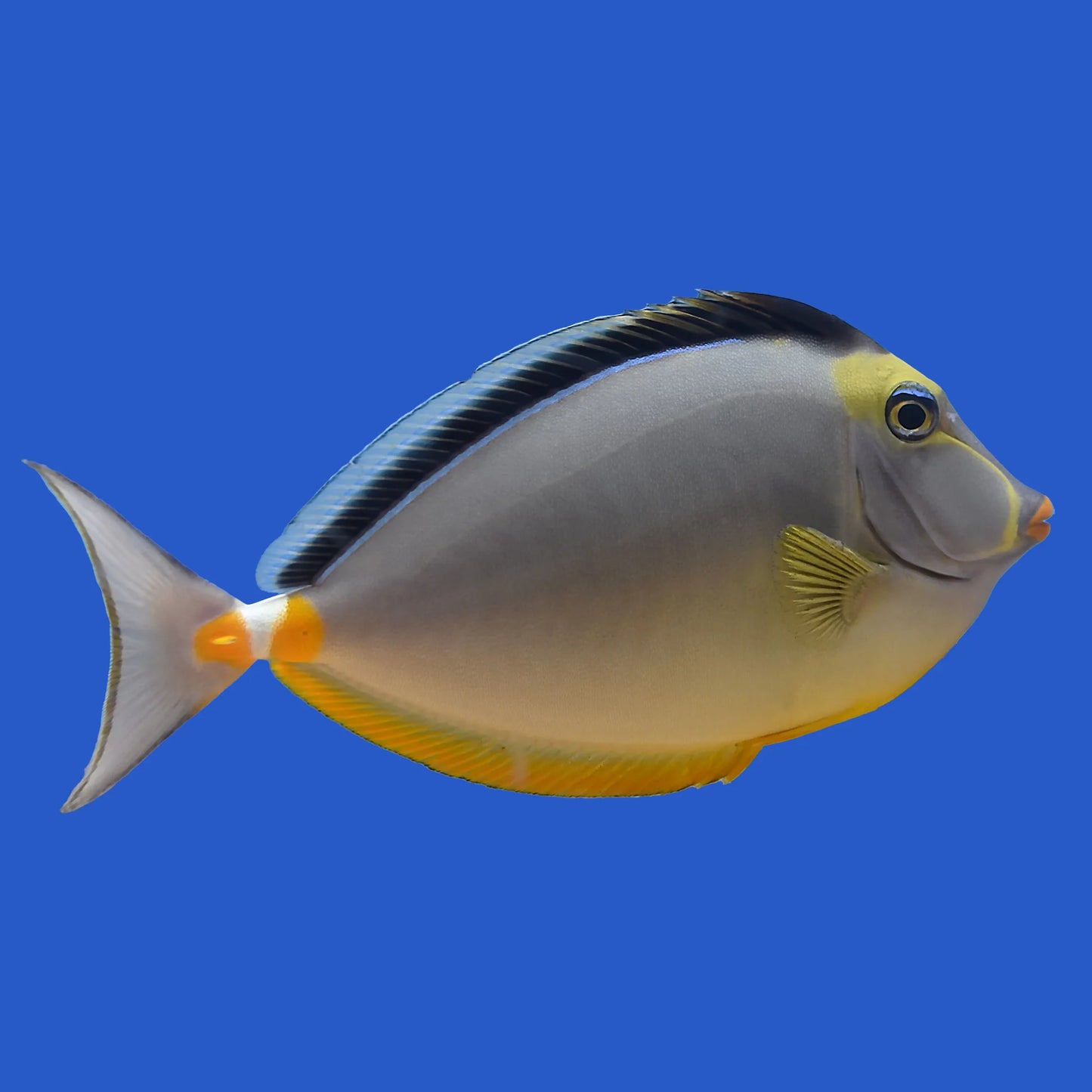 Naso Tang