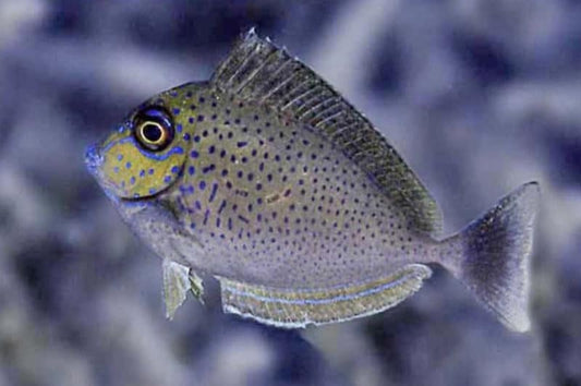 Vlamingi Tang