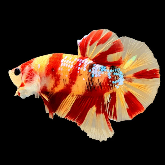 Nemo Betta - Male
