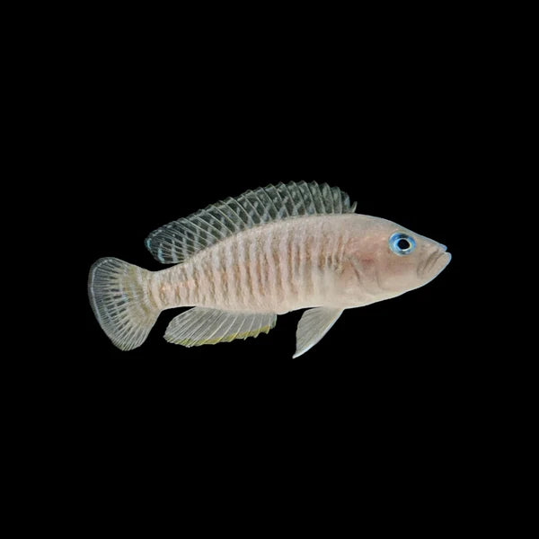 Cichlid - Lamprologus Multifasciatus