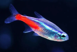Large Neon Tetra