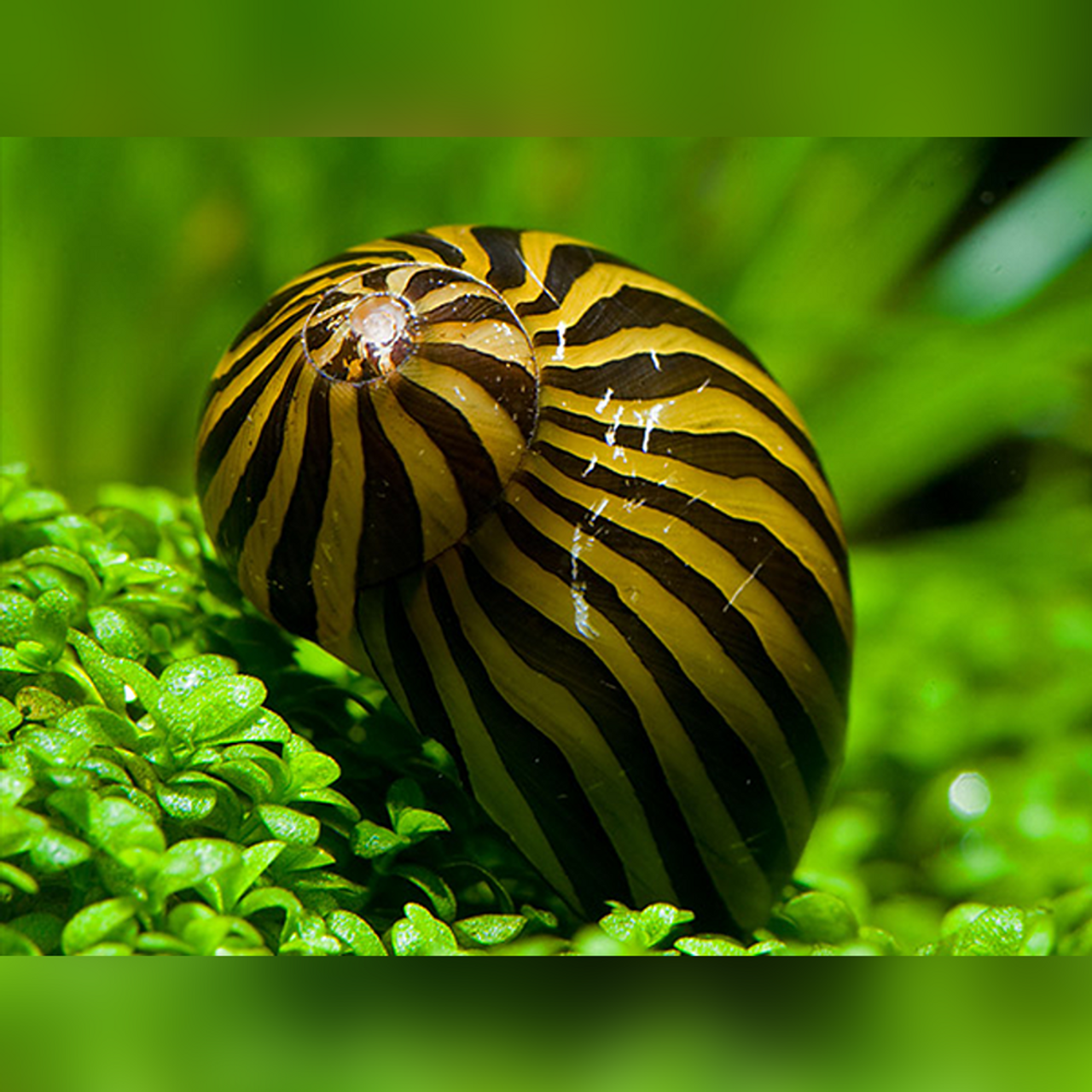 Zebra Nerite Snail