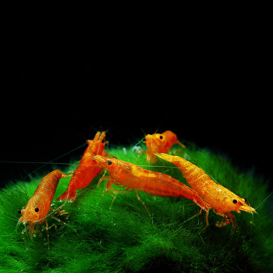 Orange Sunkist Shrimp