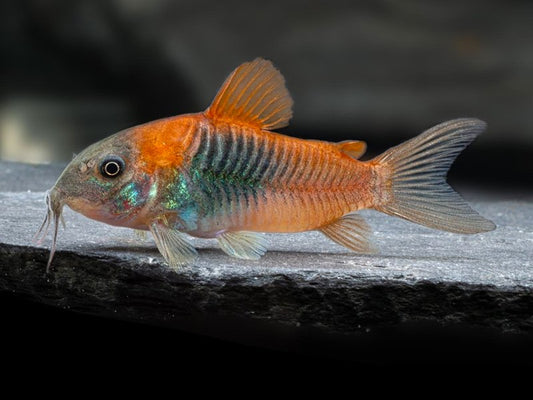 Orange Venezuela Corydoras
