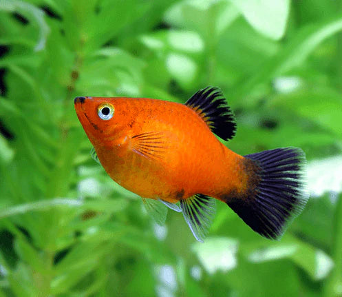 Platy (Livebearer) - Mixed Colors