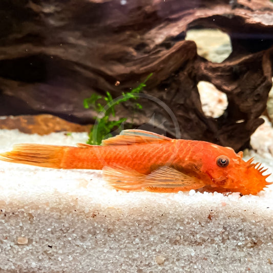 Super Red Bristlenose Pleco
