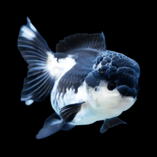 Panda Oranda Goldfish