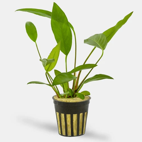 Anubias Frazeri - Potted - 🟢 EASY