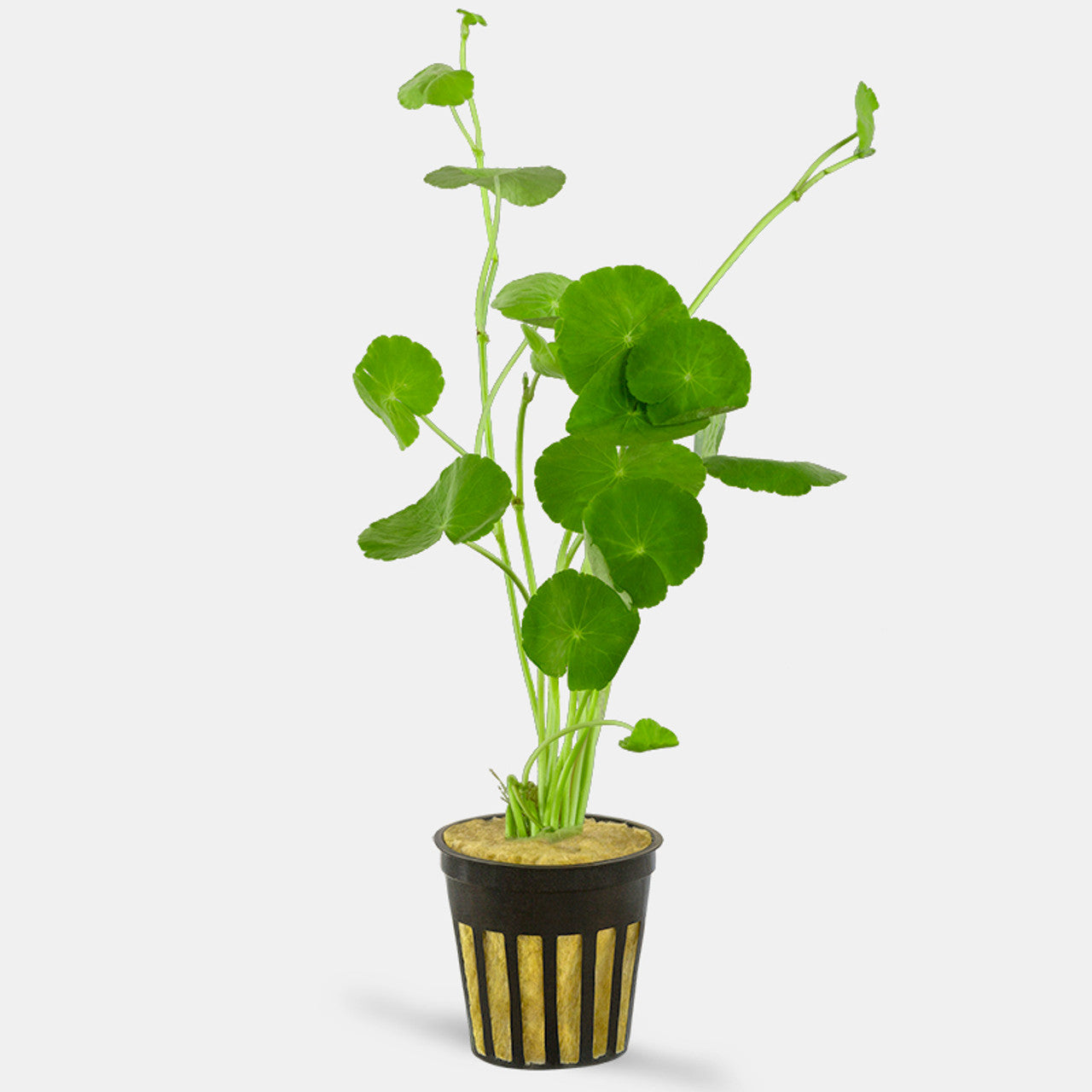 Brazilian Pennywort - Potted