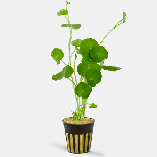 Brazilian Pennywort - Potted - 🟢 EASY