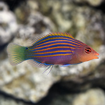 Sixline Wrasse