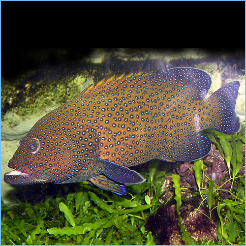 Blue Spot Vampire Grouper