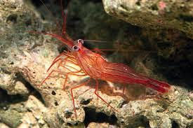 Aiptasia Eating Peppermint Shrimp