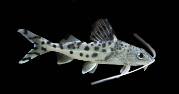 Polka Dot Pictus Catfish