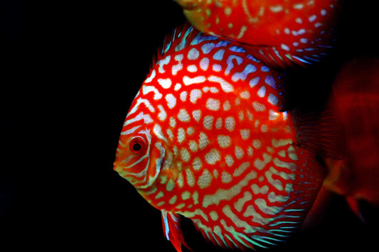Discus - Pigeon Blood Polkadot