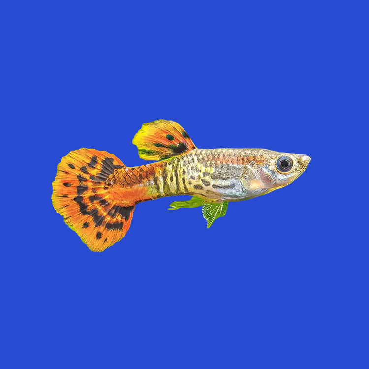 Pineapple Guppy - Male