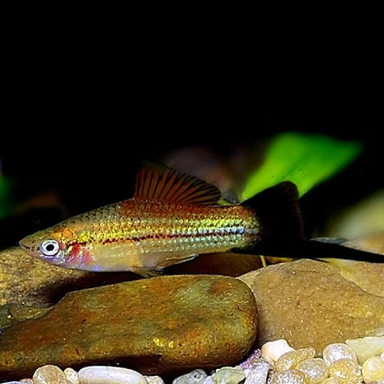 Pineapple Candy Wag Swordtail