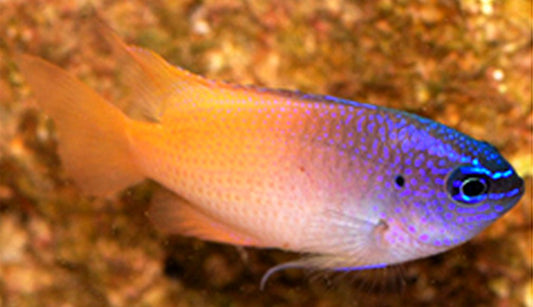 Pink Smiths Damsel