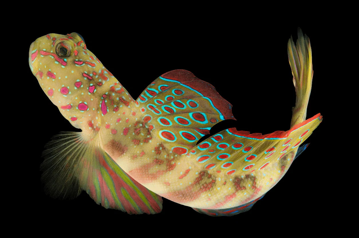 Pink Spotted Watchman Goby