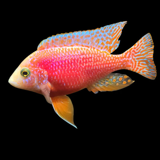 Cichlid - Albino Peacock