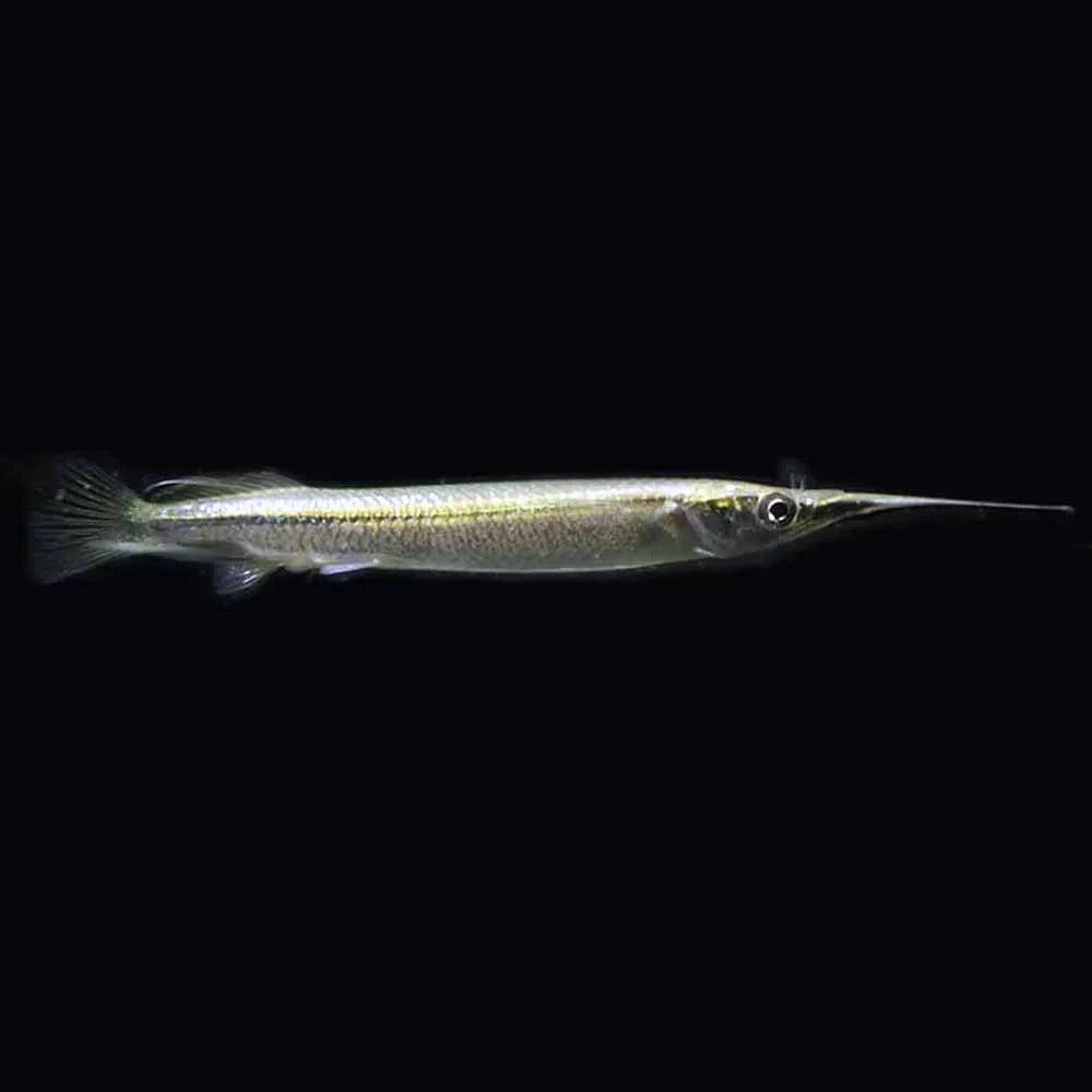 Silver Wrestling Halfbeak