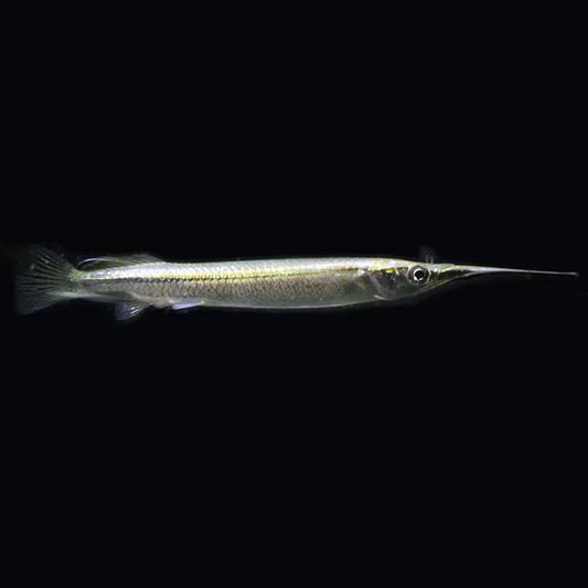 Silver Wrestling Halfbeak