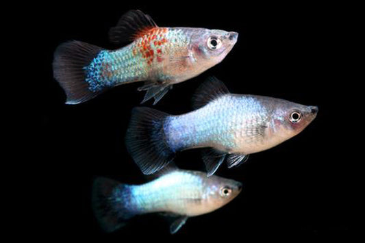 Neon Blue Wag Platy