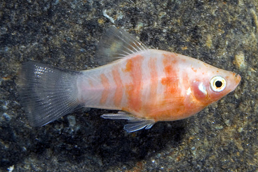 Red Tiger Platy