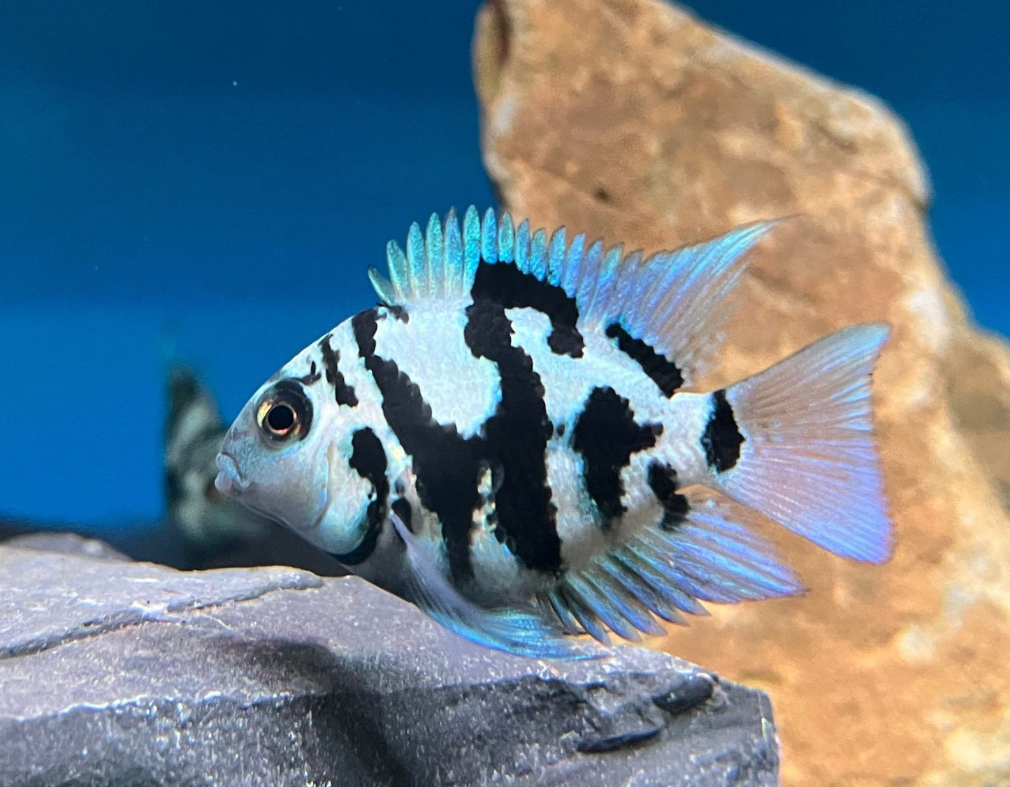 Cichlid - Polar Blue Parrot