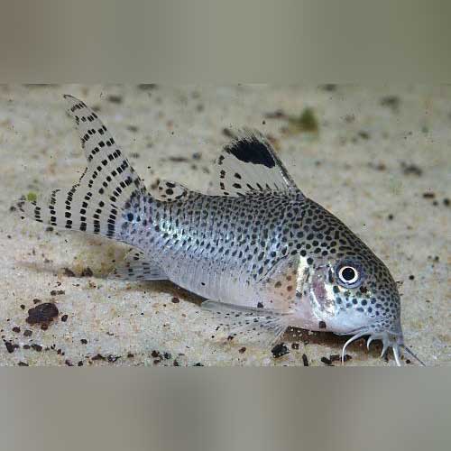 Spotted Cory
