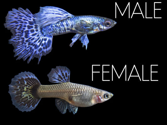 Purple Dragon Guppy