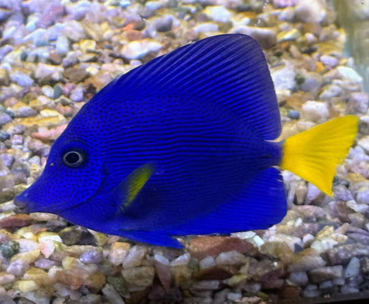 WYSIWYG Purple Tang 2.5-3"