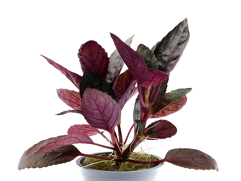 Purple Waffle — Hemigraphis exotica - Potted - 🟢 EASY