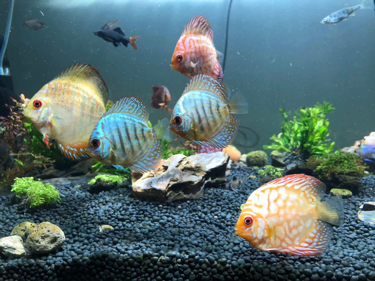 Discus - Assorted