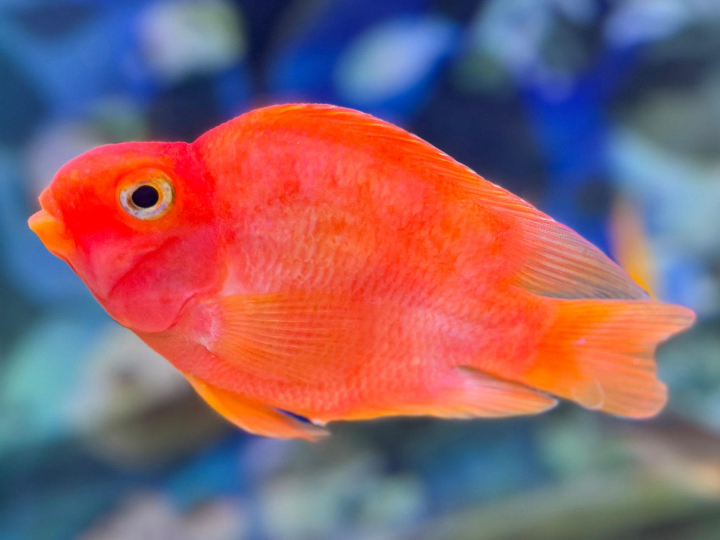 Cichlid - Blood Parrot