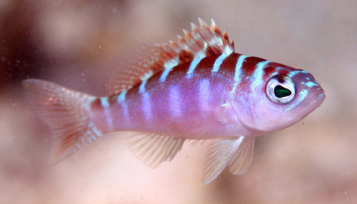 Chalk Basslet - M