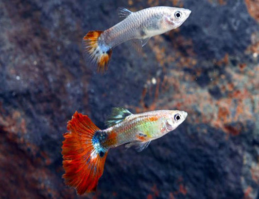 Red Delta Guppy (Livebearer) - Male and Female Pair