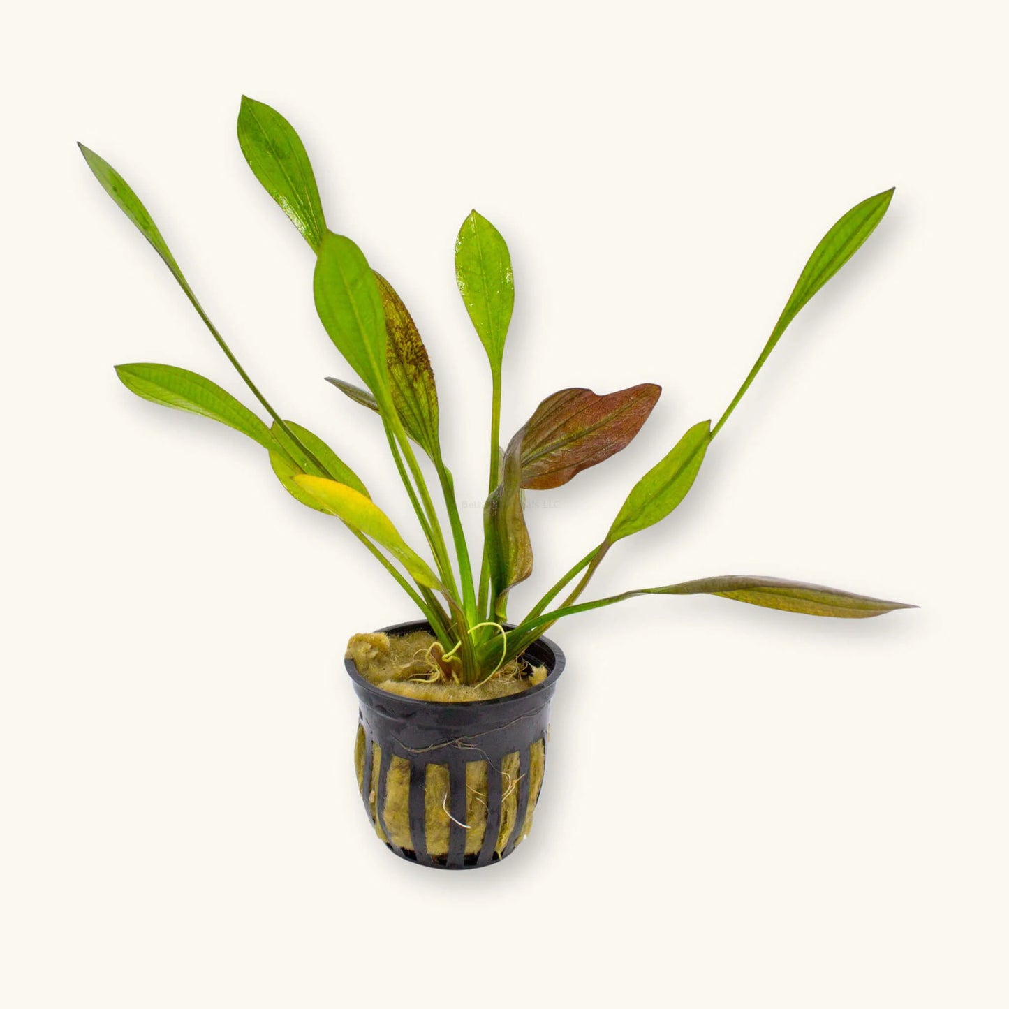 Red Melon Sword - 🟢 EASY