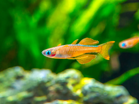 Red Neon Blue Eye Rainbowfish