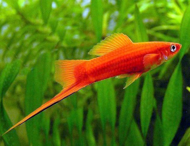 Red Velvet Swordtail