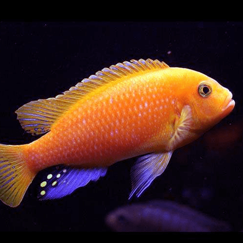 Malawi Cichlid - Mixed Colors